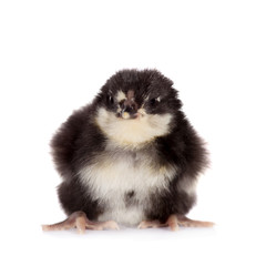 Black chick on white background