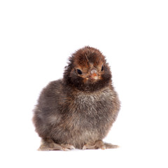 Black chick on white background