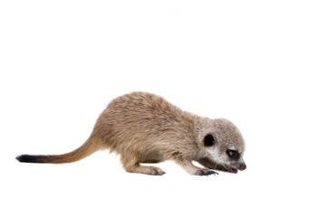 The meerkat or suricate cub, 2 month old, on white