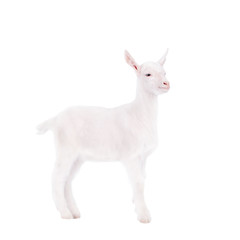 Fototapeta na wymiar The goatling isolated on white
