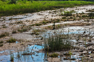 tufts of grass and mire on the swamp