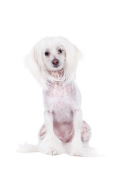 Chinese Crested dog on white