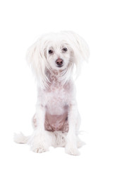 Chinese Crested dog on white