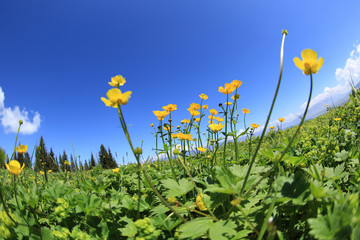 Fototapeta na wymiar beautiful globeflowers and green grass under blue sky