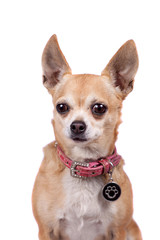 Chihuahua, 9 years old, on the white background