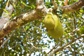 fresh Jackfruit growing on a tree