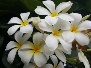 Beautiful plumeria flowers, White flower.