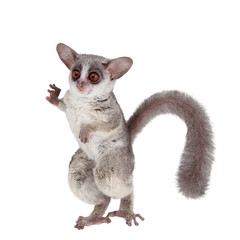 Fototapeta premium The Senegal bushbaby isolated on white