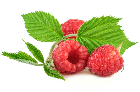 fresh organic raspberries with leaves on white