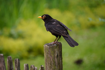 Amsel