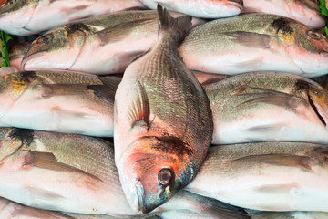 Doraden beim Fischhändler