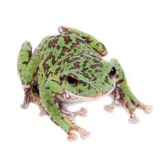 Japaneese forest green tree frog on white