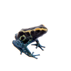 Awarape Dyeing Poison dart frogling, Dendrobates tinctorius, on white