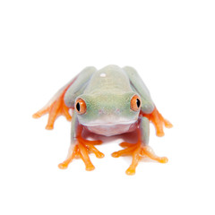 Beautiful red eyed tree frogling on white background
