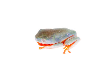 Northern orange-legged leaf frogling on white