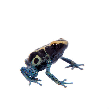 Awarape Dyeing Poison dart frogling, Dendrobates tinctorius, on white