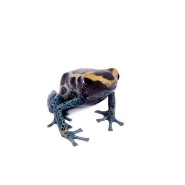 Awarape Dyeing Poison dart frogling, Dendrobates tinctorius, on white