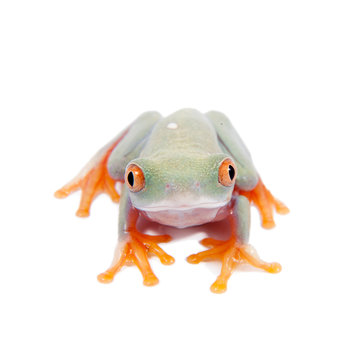 Beautiful red eyed tree frogling on white background