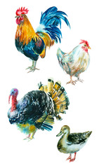 Watercolor painting. Collection of poultry on a white background.