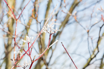 winterlicher hintergrund mit vereisten zweigen und entlaubten bäumen