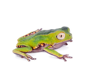 The white-lined leaf frog