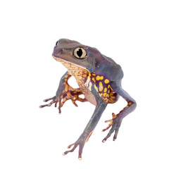 Common walking leaf frog isolated on white background