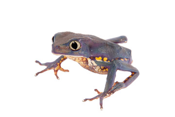 Common walking leaf frog isolated on white background