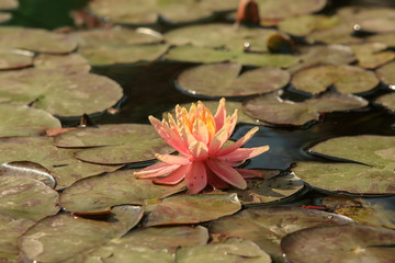 Orange flower water lilies on a pond (Nymphaea Sioux)