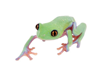 Beautiful blue-sided tree frog on white background