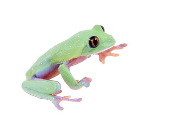 Beautiful blue-sided tree frog on white background