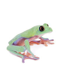 Beautiful blue-sided tree frog on white background