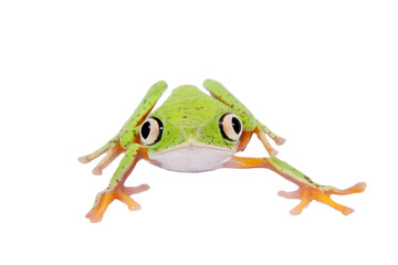 Lemur leaf frog on white background