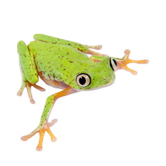 Lemur leaf frog on white background