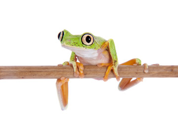 Fototapeta premium Lemur leaf frog on white background