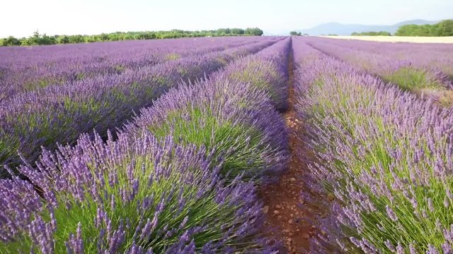 Walking on a field with lavender plants at sunset. 