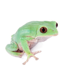Trinidad Monkey Leaf Frog on white background