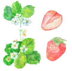 set strawberry, pink and red berries, whole and half, flowers an