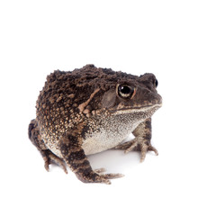 Eastern olive toad isolated on white