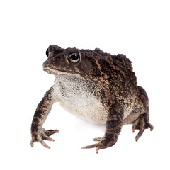 Eastern olive toad isolated on white