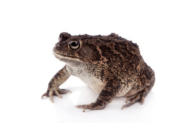 Eastern olive toad isolated on white