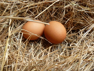 Farm Chicken Eggs