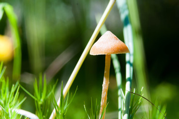 small mushroom toadstool growing in the sun on a swamp