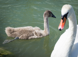 Swan family