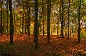 Park in red and orange colors of the autumn 