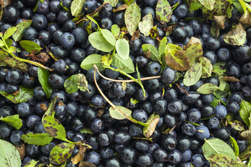 Unsorted blueberries