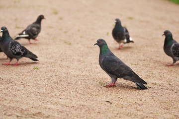 many gray pigeons walking in the park