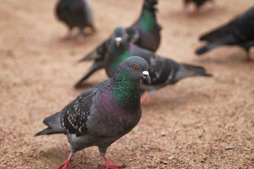 many gray pigeons walking in the park