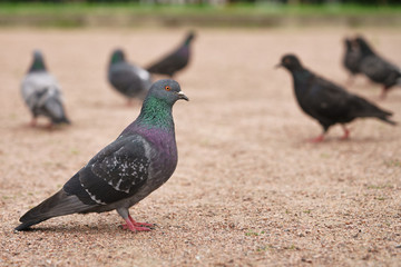 many gray pigeons walking in the park
