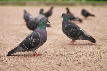 many gray pigeons walking in the park
