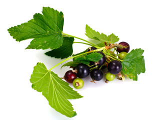 Tasty Sweet Black Currant Isolated on White Background